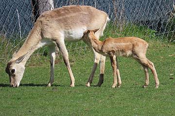 Hirschziegenantilope in der Tierwelt Herberstein