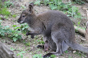 Känguru Jungtier in der Tierwelt Herberstein