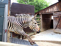 Zebrastute Okawanga am Sprung in die Tierwelt