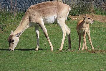 Hirschziegenantilope in der Tierwelt Herberstein