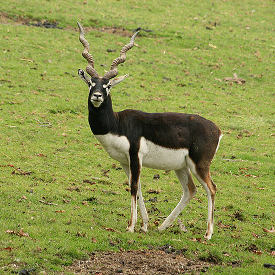 Tierwelt Herberstein / Hirschziegen-Antilope