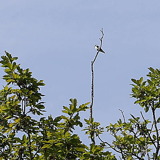 Halsbandschnäpper in der Tierwelt Herberstein