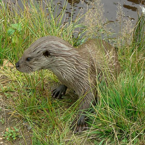 Fischotter in der Tierwelt Herberstein (c) paulai | pixalio.de