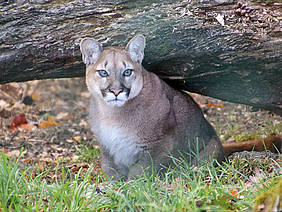 Puma-Weibchen Nilam