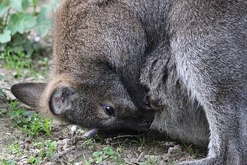 Känguru Jungtier in der Tierwelt Herberstein