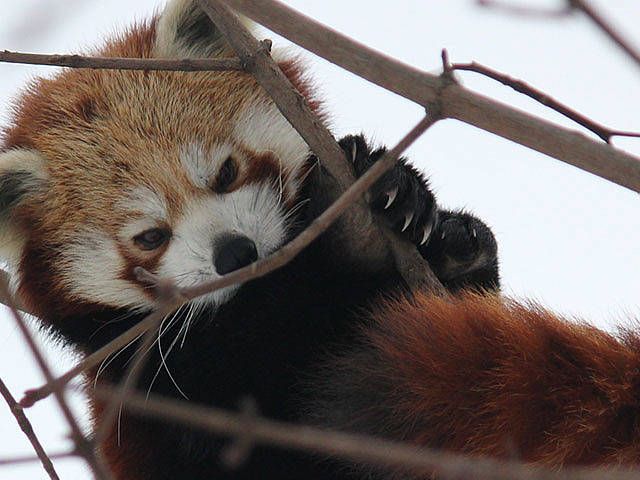 Tierwelt Herberstein / Roter Panda