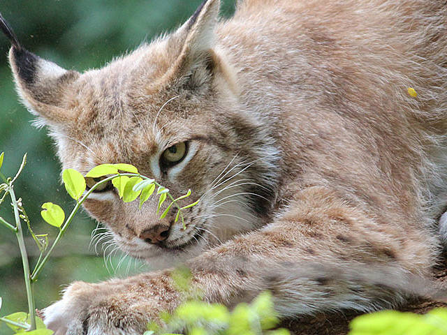 Luchs Sommer