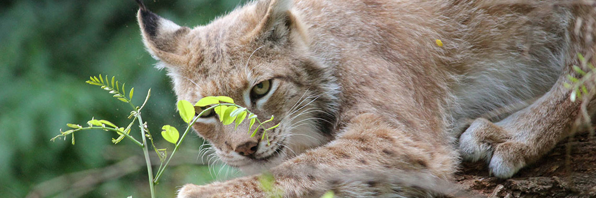 Luchs Sommer