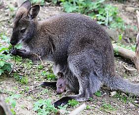 Mama Känguru mit Baby