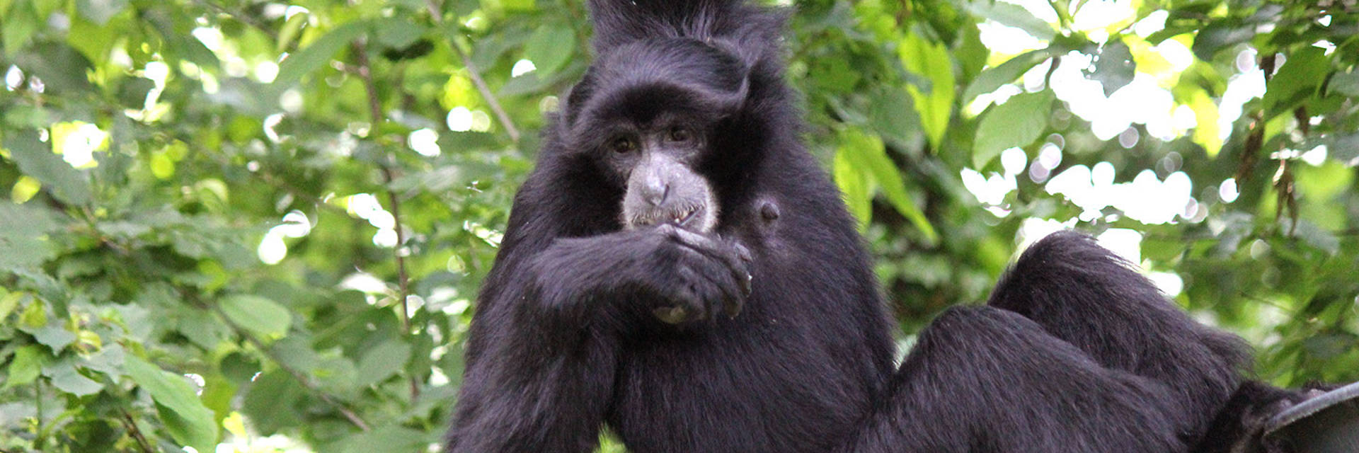 Siamang Frühling