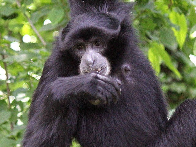 Siamang Frühling